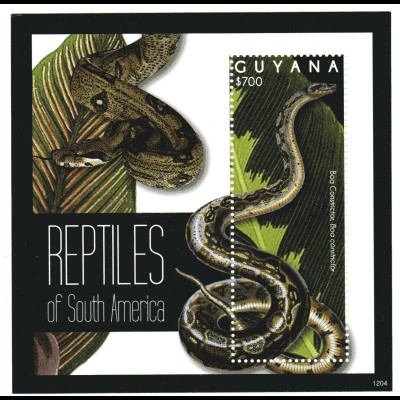 Guyana Block Reptilien von Südamerika